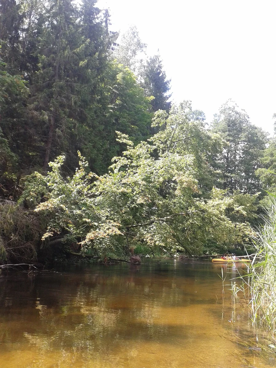 Kajakiem po Puszczy - zdjęcie galerii