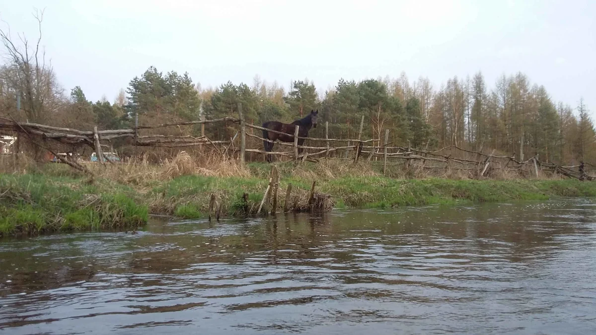 Kajaki Mazowsze - Kajaki pod Warszawą na Jeziorce - zdjęcie galerii