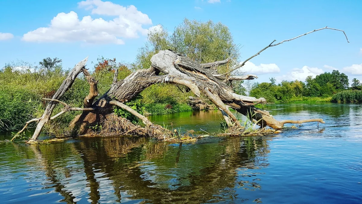 Kajaki nad Pilicą - zdjęcie galerii